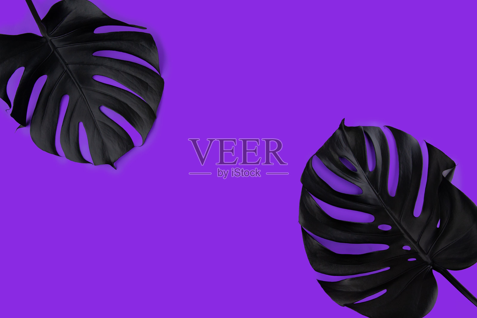 黑色的怪物在质子紫色叶子照片摄影图片