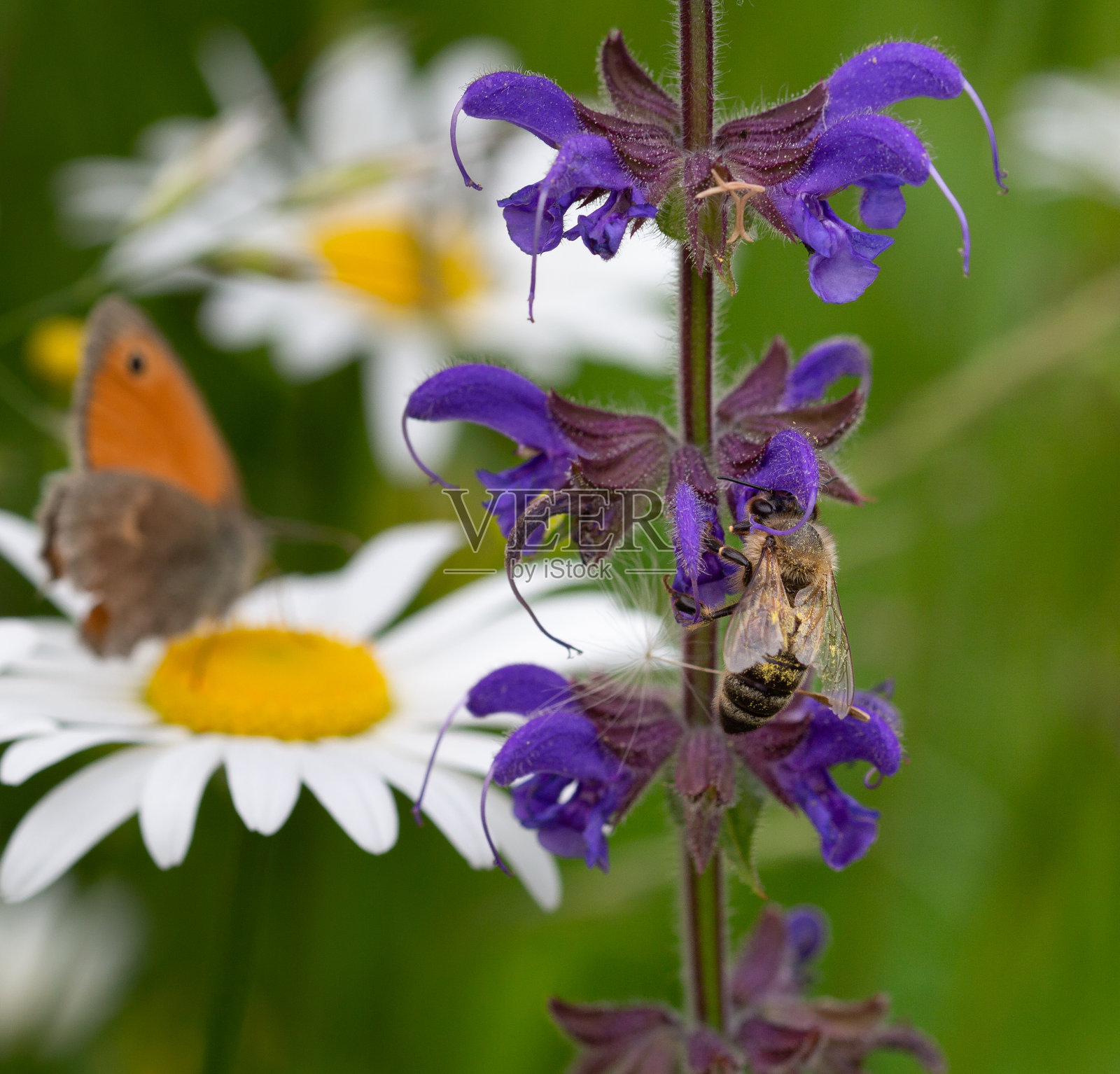 靠近草地上的蜜蜂在盛开，在背景的小石南花蝴蝶;生物多样性拯救蜜蜂无农药概念;照片摄影图片