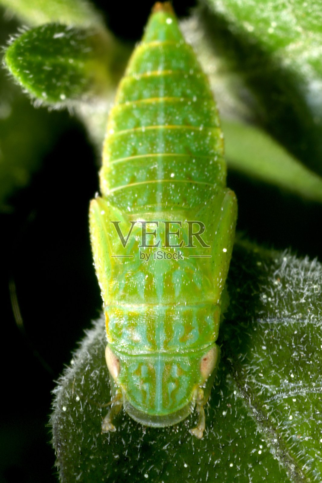 叶蝉仙女(叶蝉科;Gyponana sp)。照片摄影图片