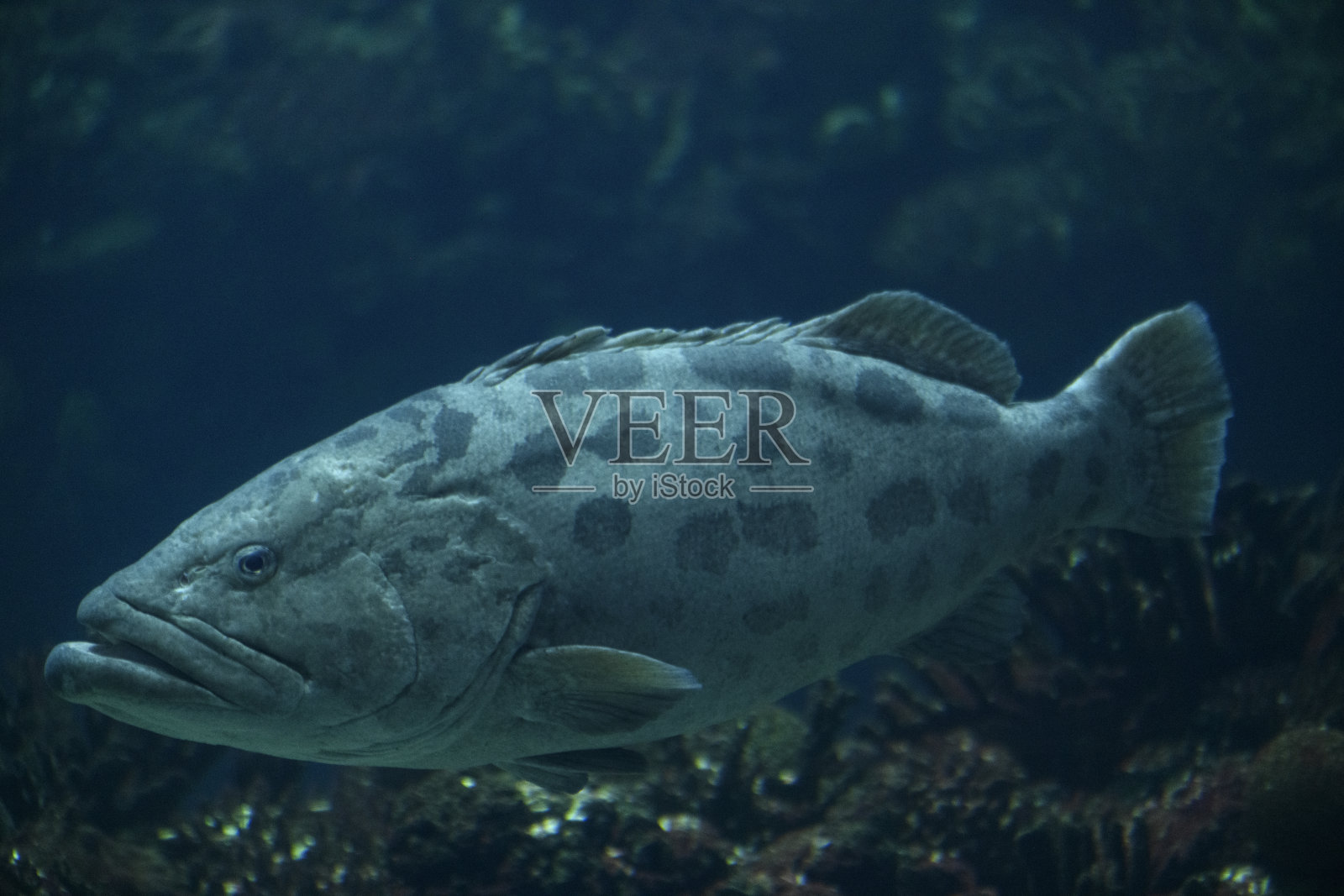 马铃薯石斑鱼(图库拉石斑鱼)游泳在深蓝色的水照片摄影图片