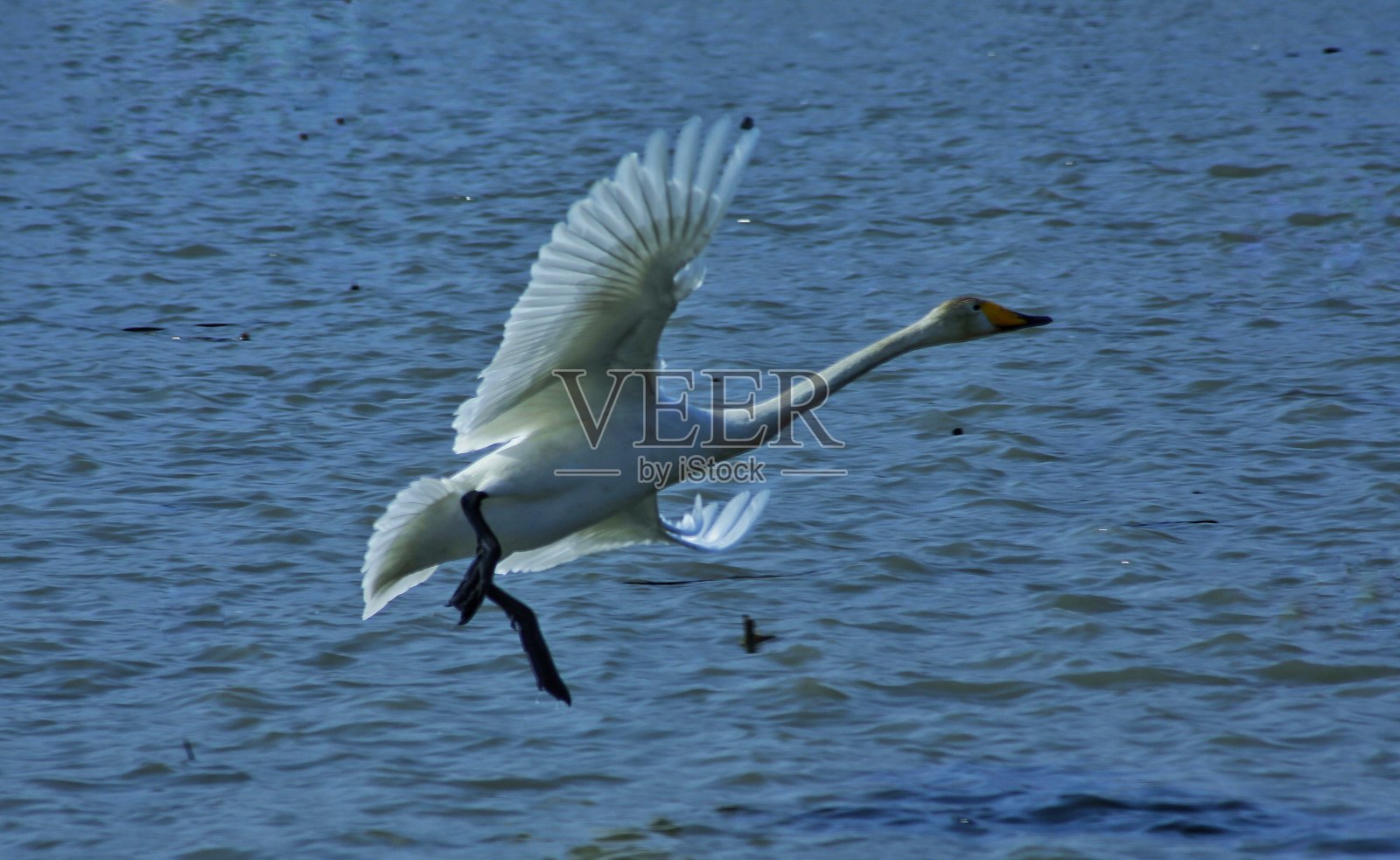 天鹅飞翔照片摄影图片