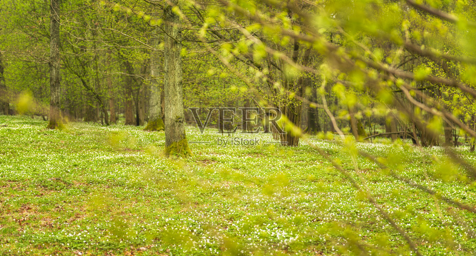 春天的森林空地照片摄影图片