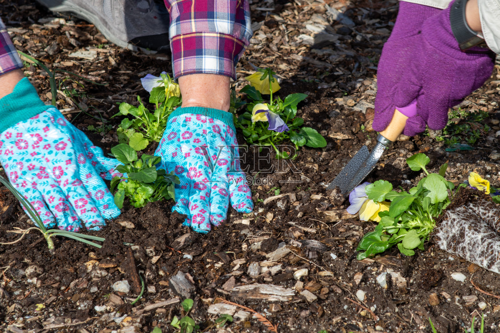 园艺照片摄影图片