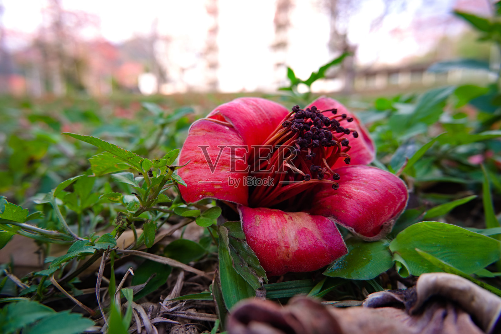 木棉树花的特写在一个公园的绿色草地上照片摄影图片