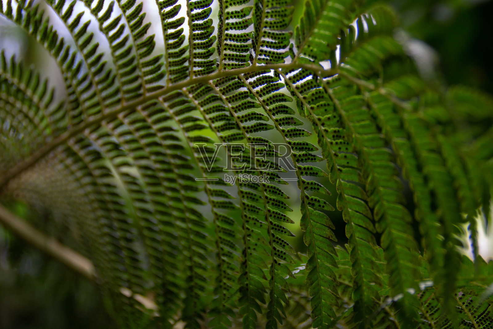 新鲜的绿色蕨类叶子近照片摄影图片
