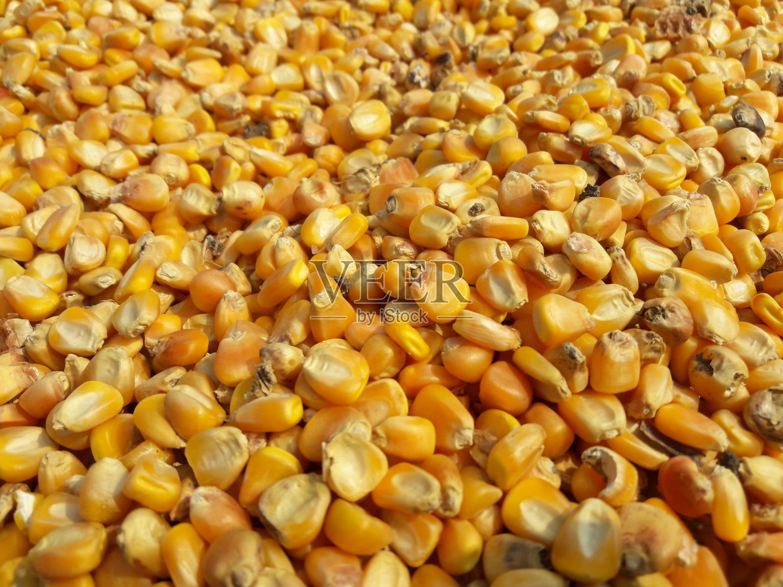 这是一种天然的玉米或玉米谷物照片摄影图片