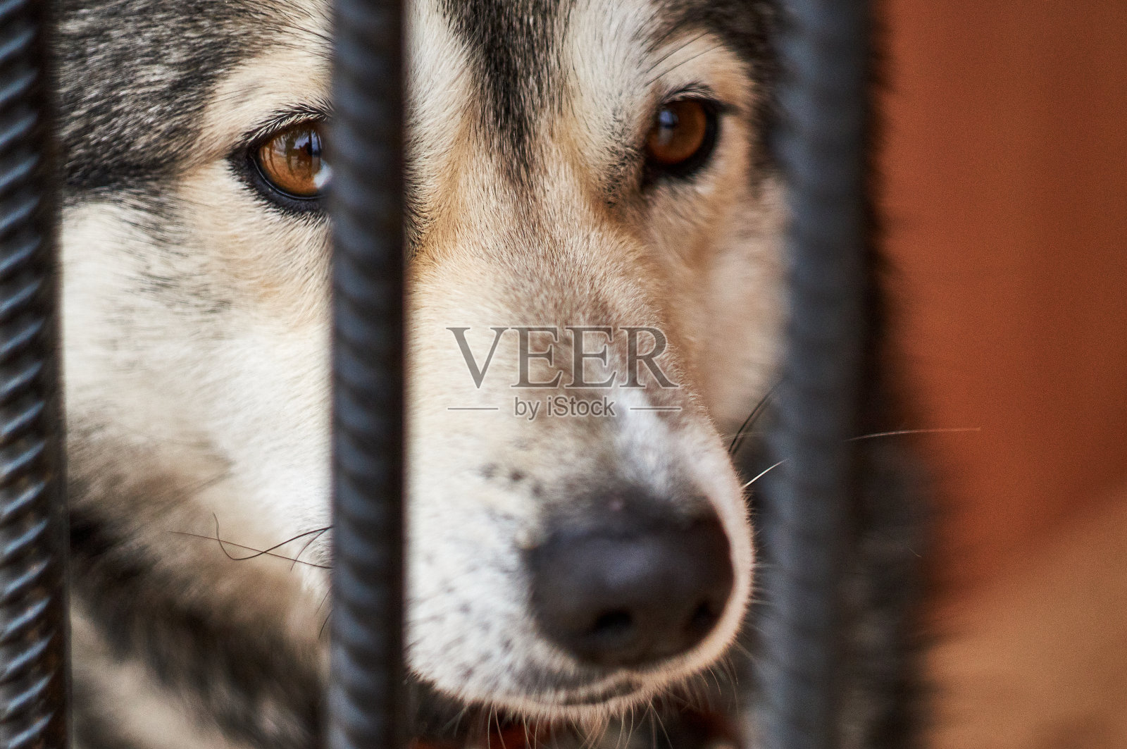 一个可怜的哈士奇狗休息在狗窝后面的格子照片摄影图片