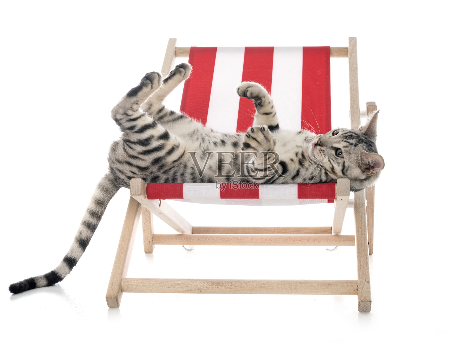 孟加拉猫照片摄影图片