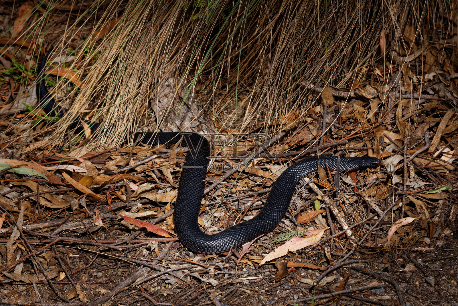 红腹黑蛇-红腹黑蛇属，原产于澳大利亚东部的一种。有红色底的黑色毒蛇。照片摄影图片