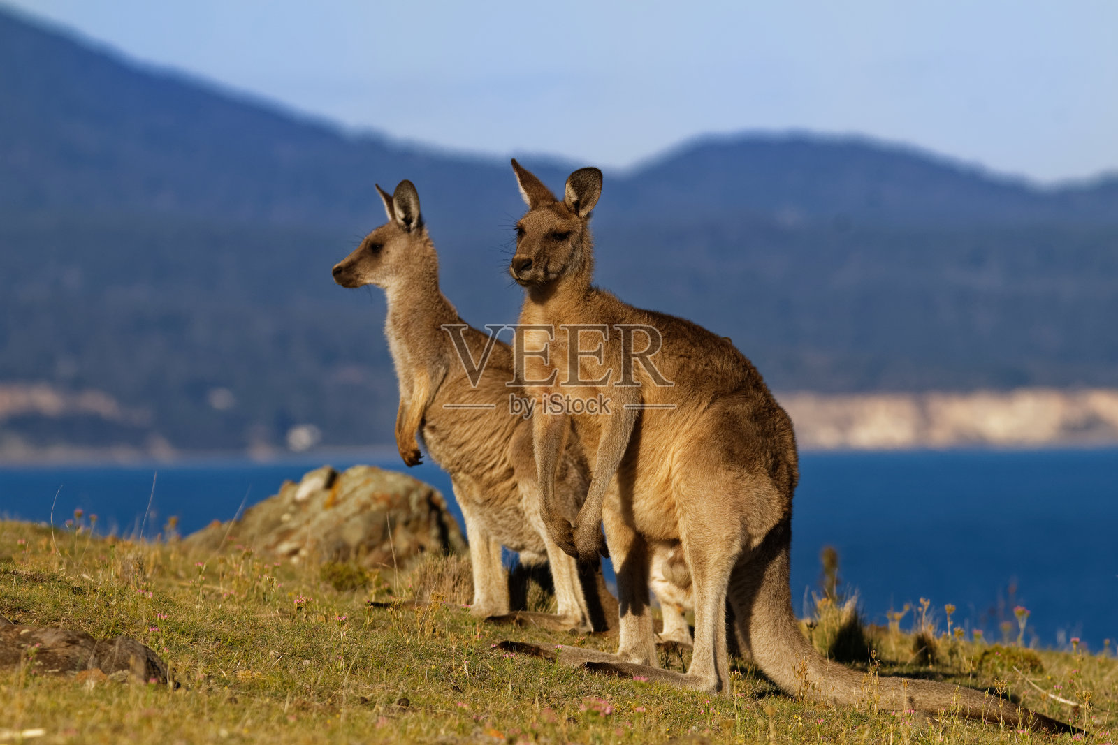 大袋鼠-东部灰袋鼠有袋动物，发现于澳大利亚东部三分之一，也被称为大灰袋鼠和森林袋鼠。海岸上的两只袋鼠。照片摄影图片