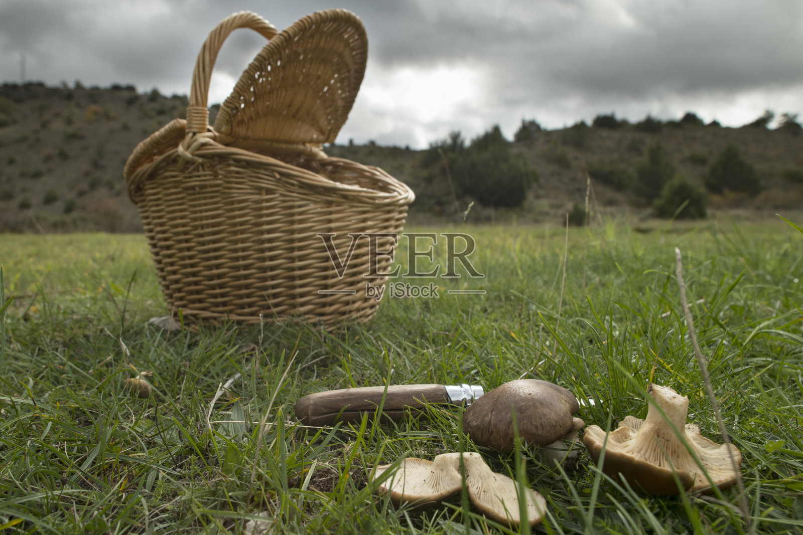侧耳属eryngii。蘑菇蓟。用篮子和刀从地里摘的新鲜蘑菇照片摄影图片