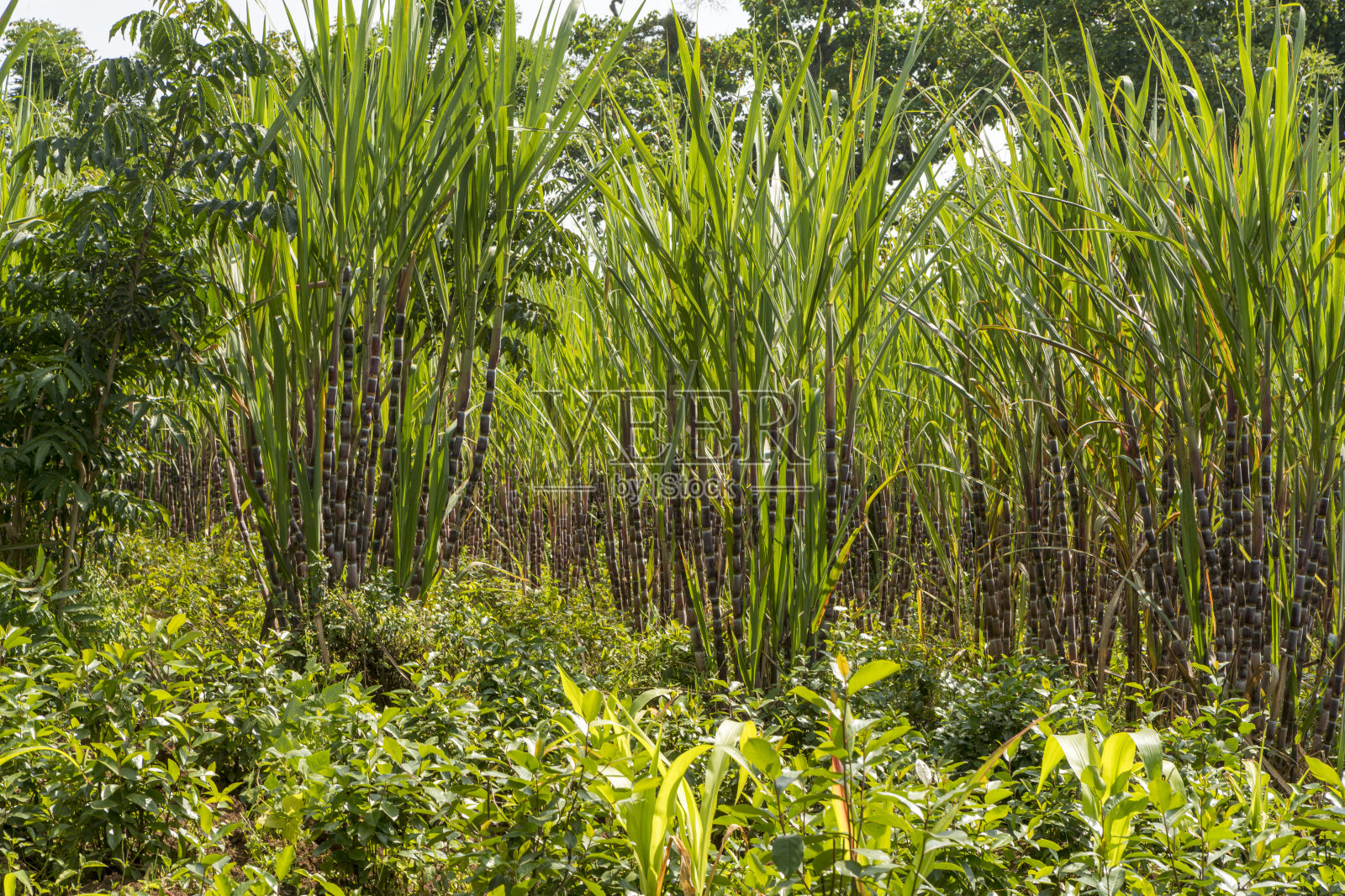 甘蔗照片摄影图片
