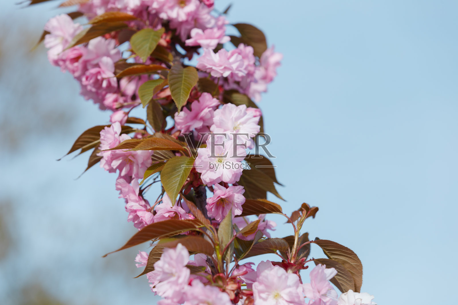 美丽的日本樱花-樱花。背景与一枝花在一个春天的一天照片摄影图片
