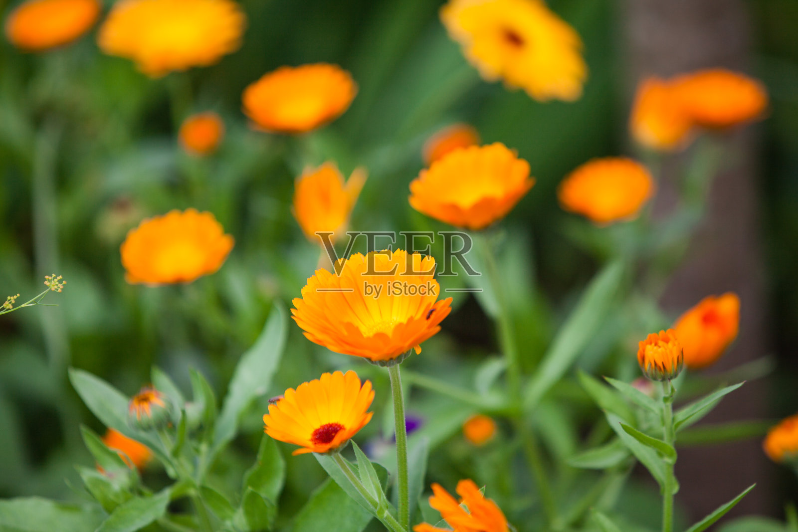 美丽的花园的花照片摄影图片