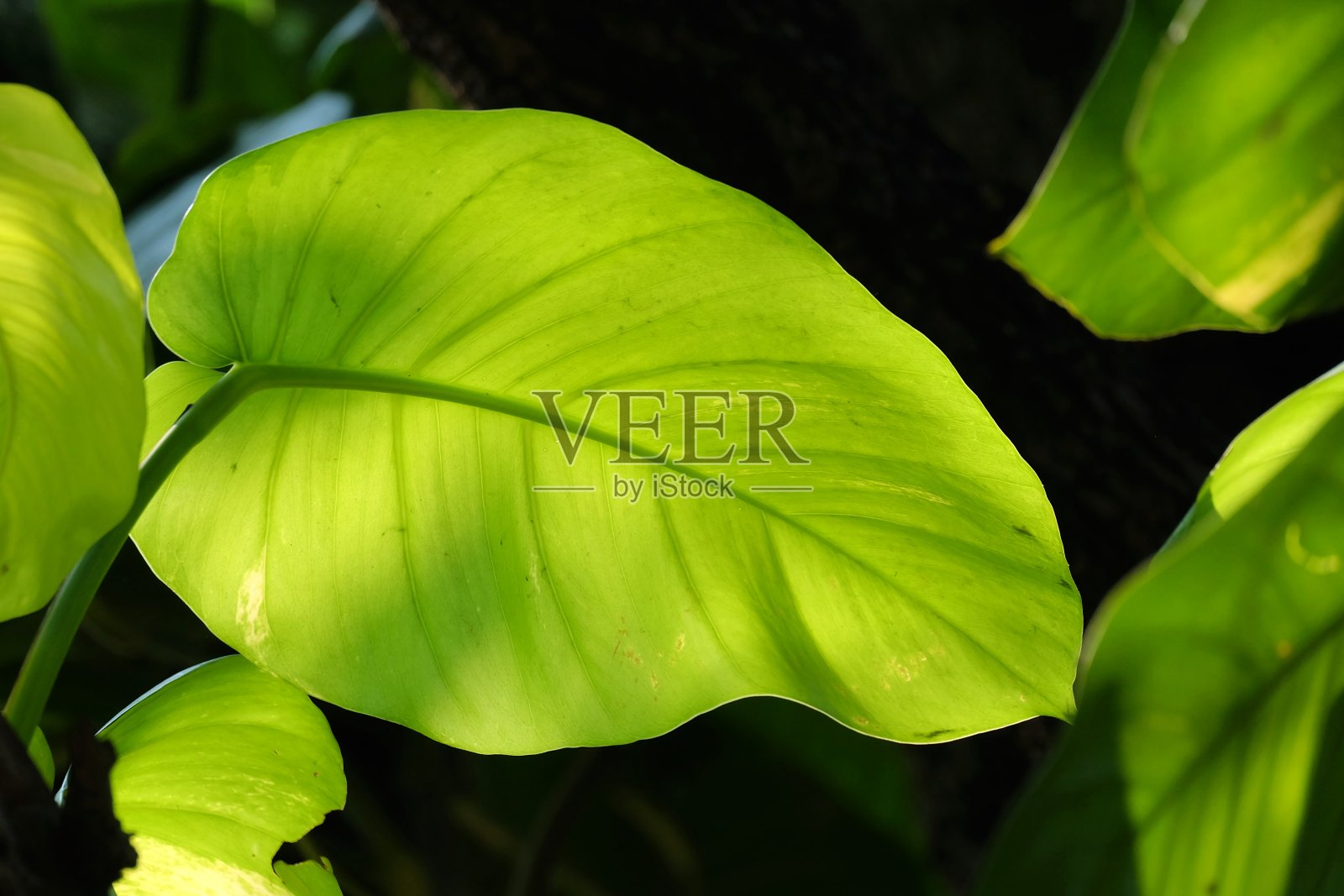 生长在植物园的热带瓜类植物的叶子与阳光照片摄影图片