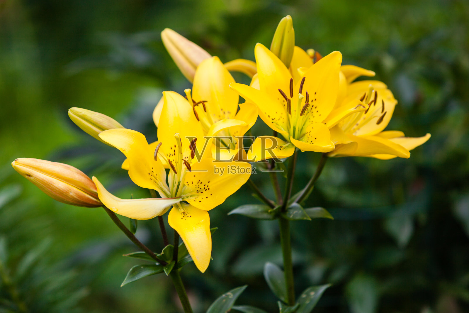 美丽的花园的花照片摄影图片