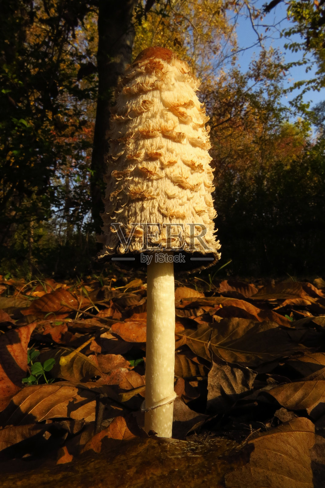 一种常见的可食用蘑菇，草原和草地上的真菌，有白色的钟形帽，覆盖着鳞片，伞科照片摄影图片