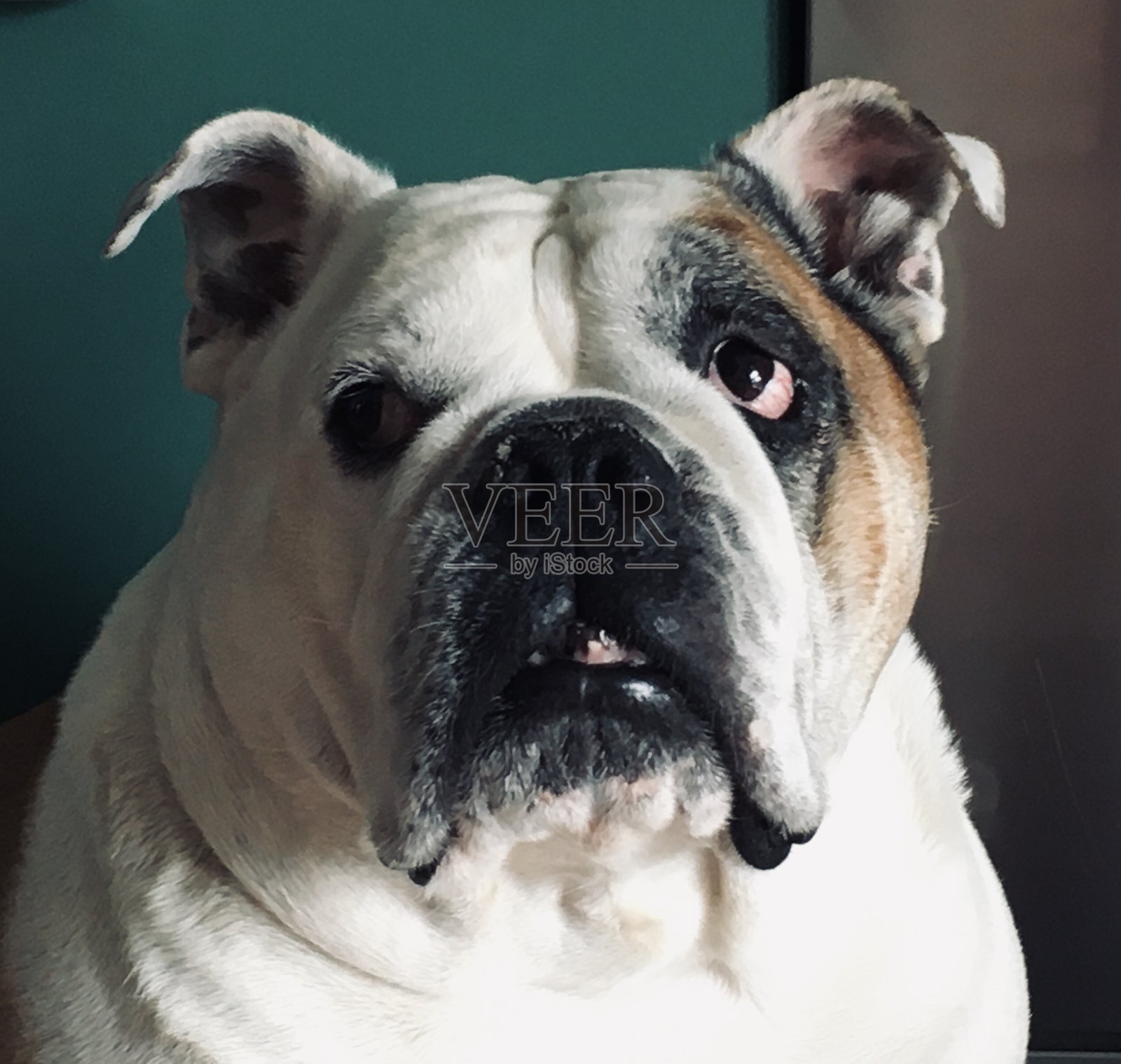 我是这个体制的受害者照片摄影图片