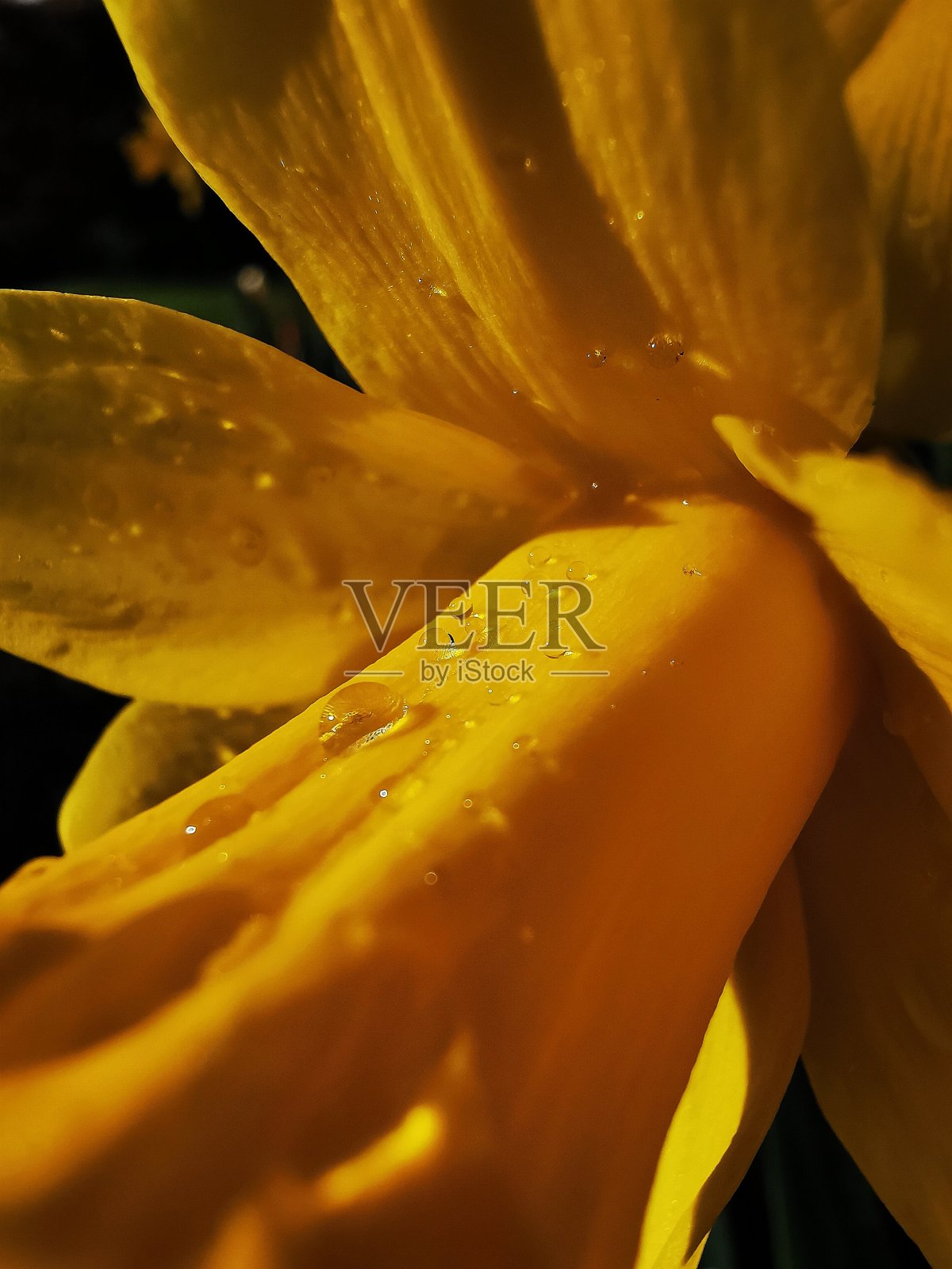 水仙花照片摄影图片