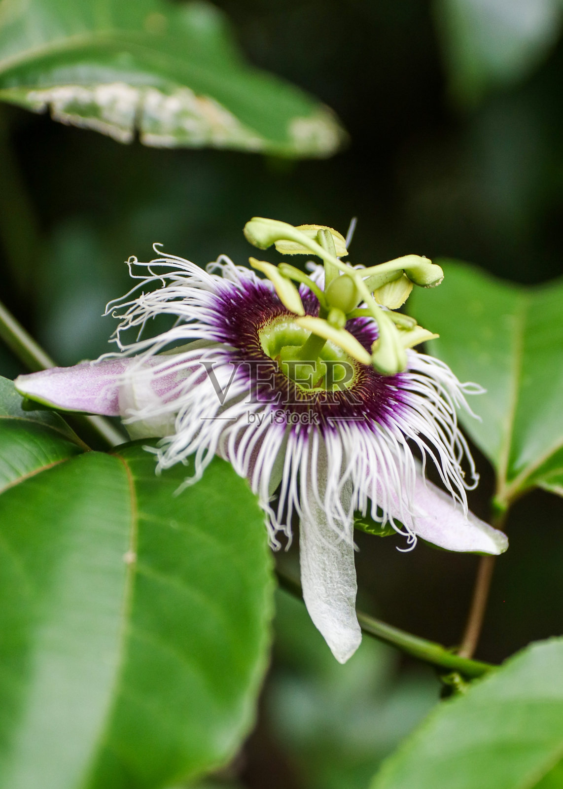 林地西番莲照片摄影图片