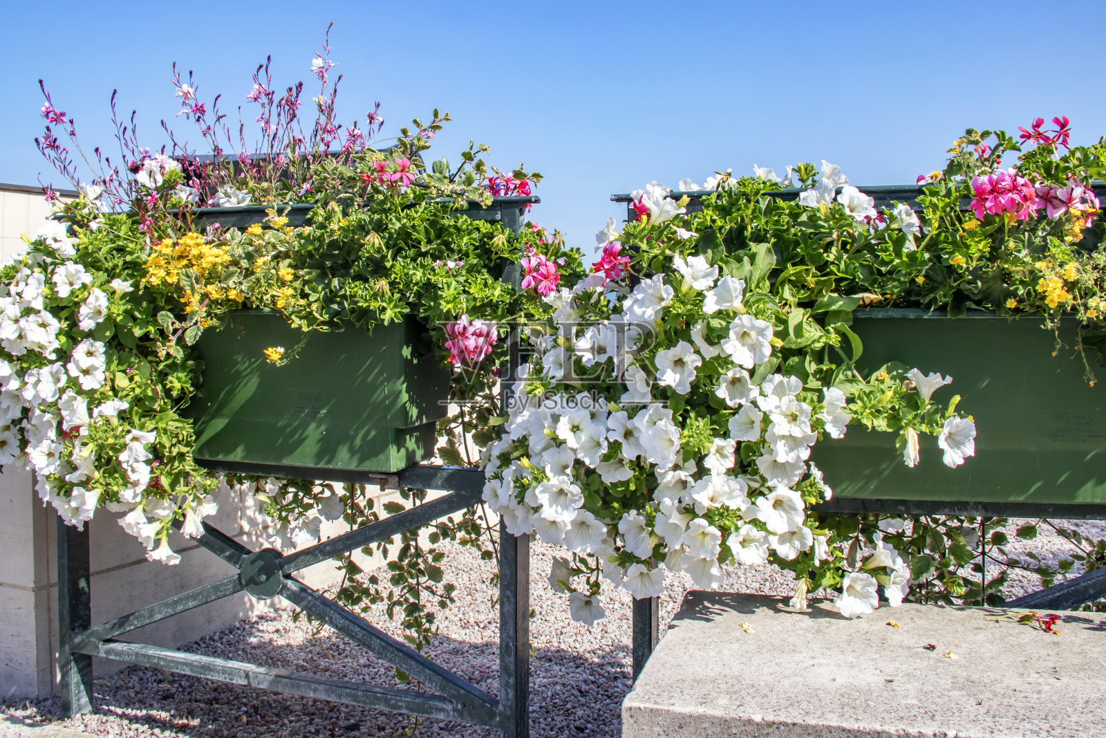 花木植物照片摄影图片