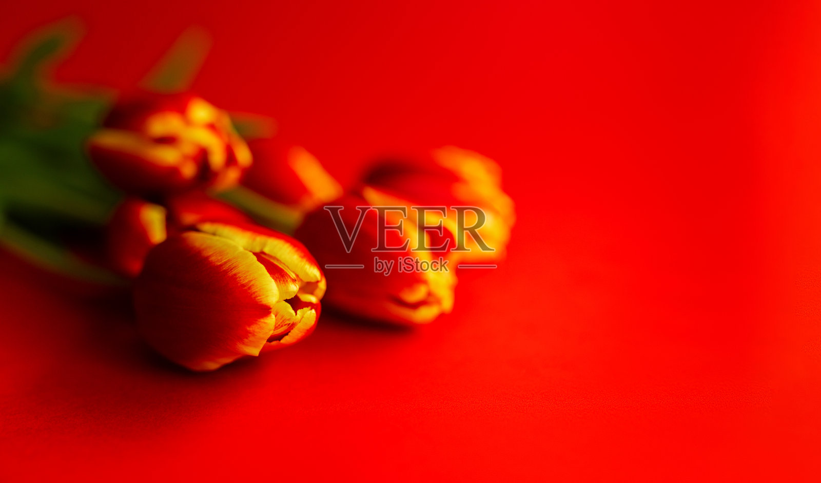 红色背景上有一束红色郁金香的横幅。平铺带花，顶视图带copyspace。国际妇女节、母亲节的概念。情人节,春天的背景。植物的模拟。照片摄影图片