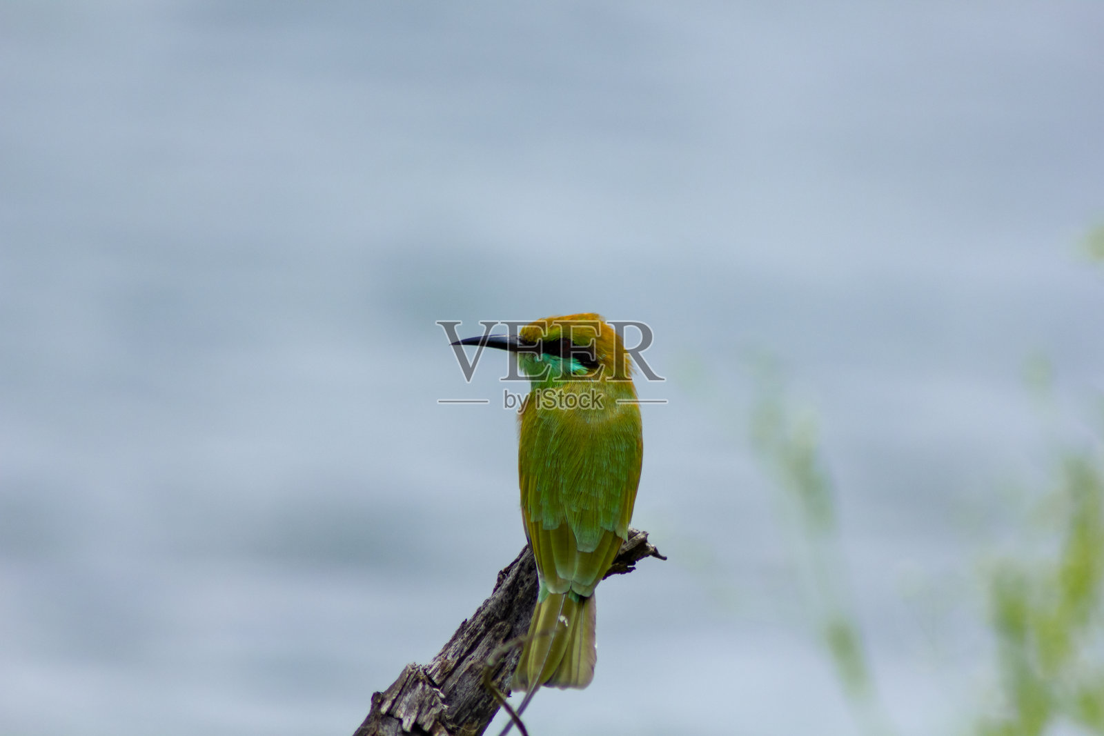 绿色的食蜂鸟照片摄影图片