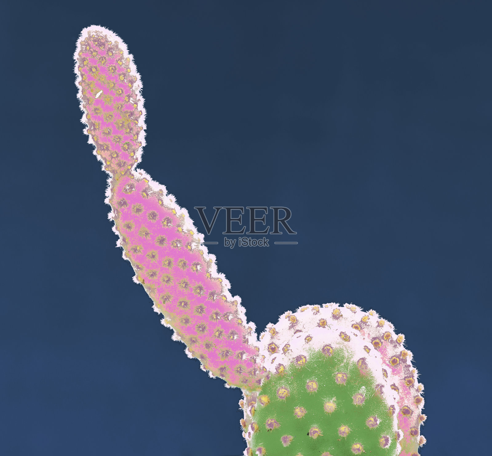 色彩鲜艳的时尚仙人掌照片摄影图片