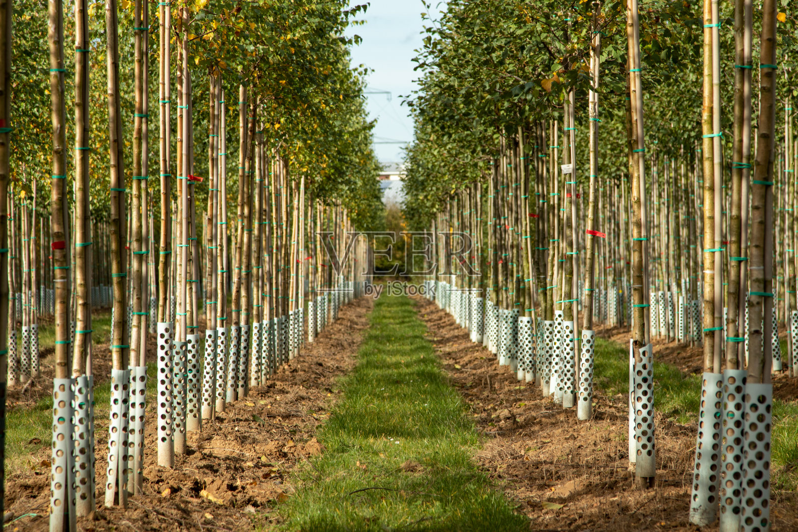 观赏树木苗圃的一部分照片摄影图片