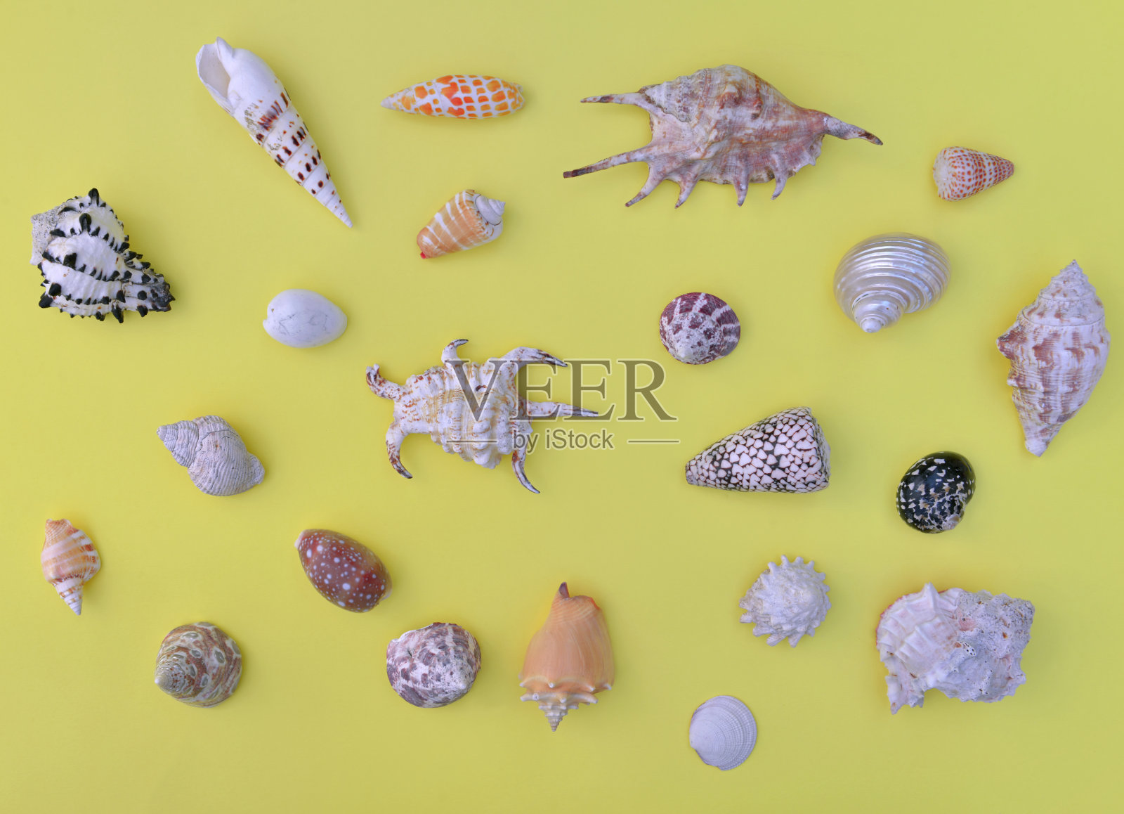 俯视图热带贝壳排列在黄色的背景照片摄影图片