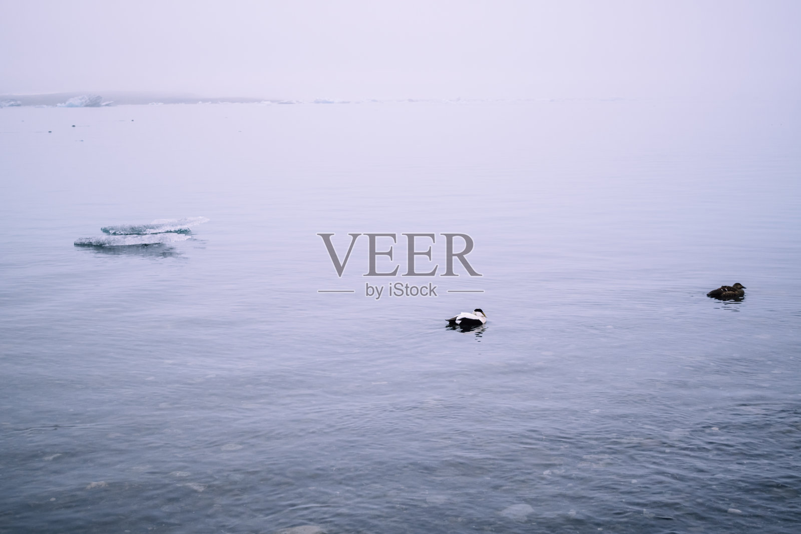 在冰岛Jokulsalron冰川湖中游泳的鸭子照片摄影图片