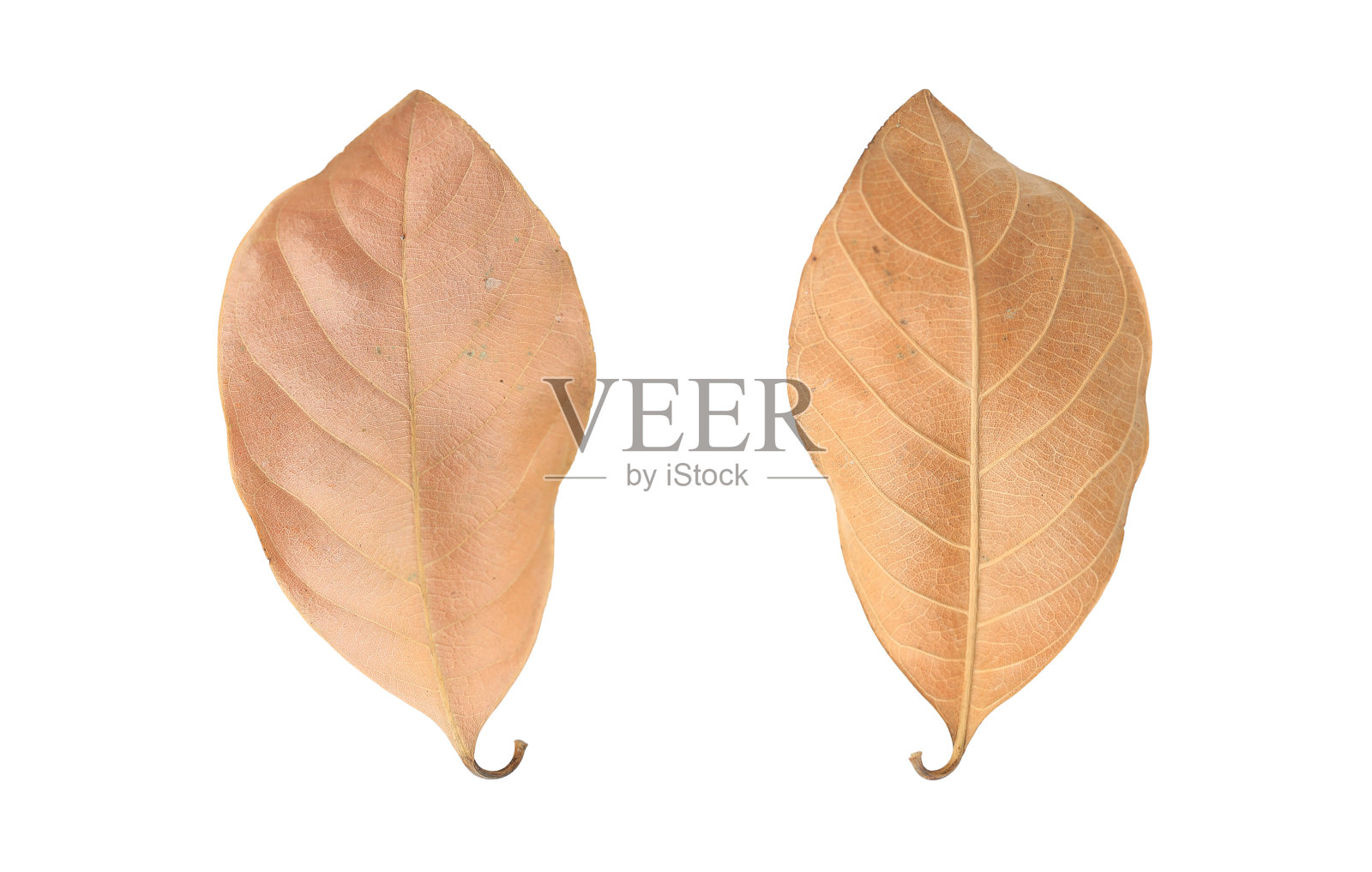 棕色干燥的叶子孤立在白色的背景。照片摄影图片