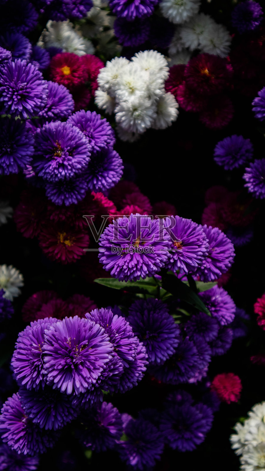 紫色的花照片摄影图片