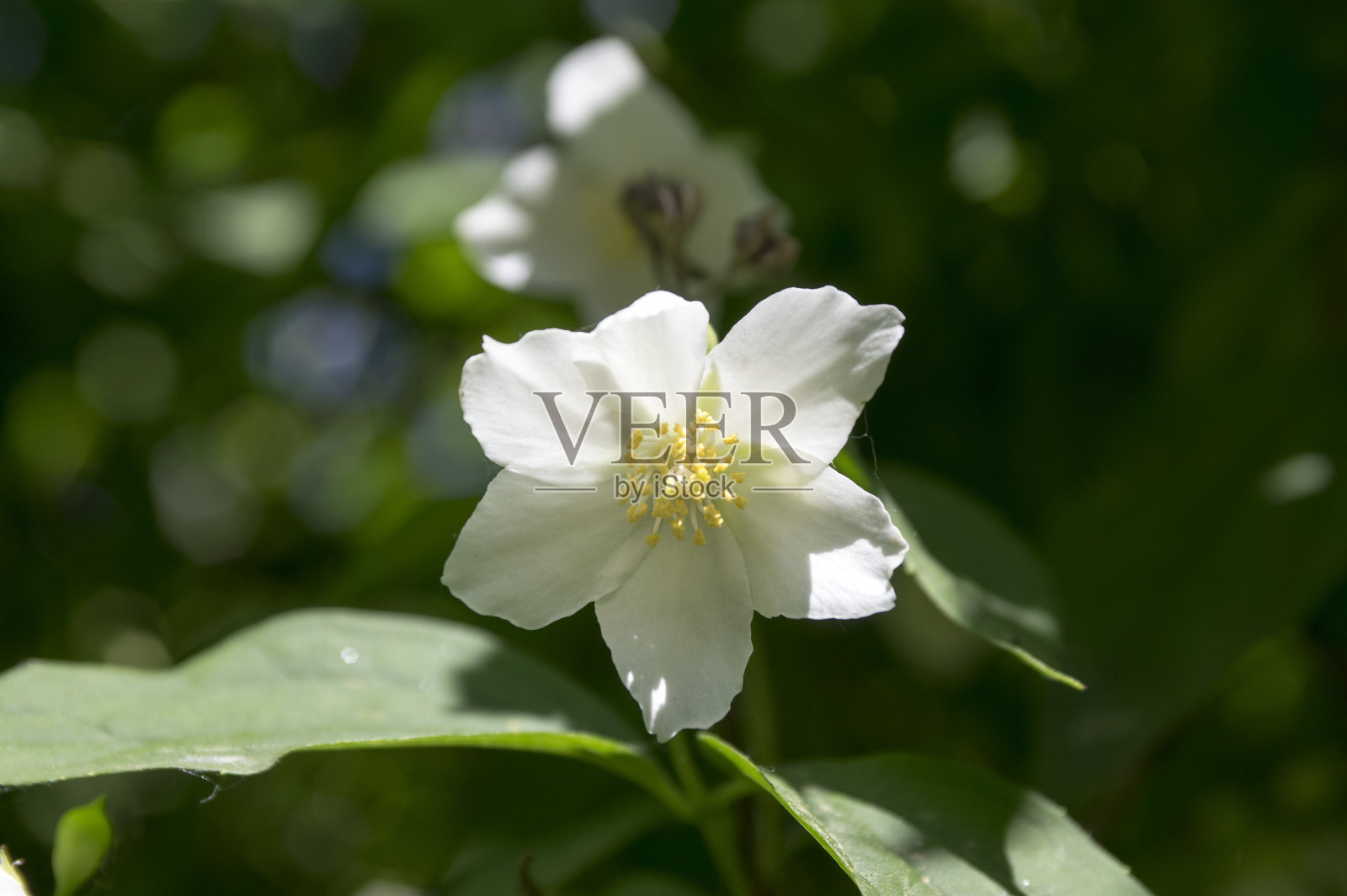 冠状花费城甜似桔黄色白色花在灌木枝上盛开，开花的英国山茱萸观赏植物照片摄影图片