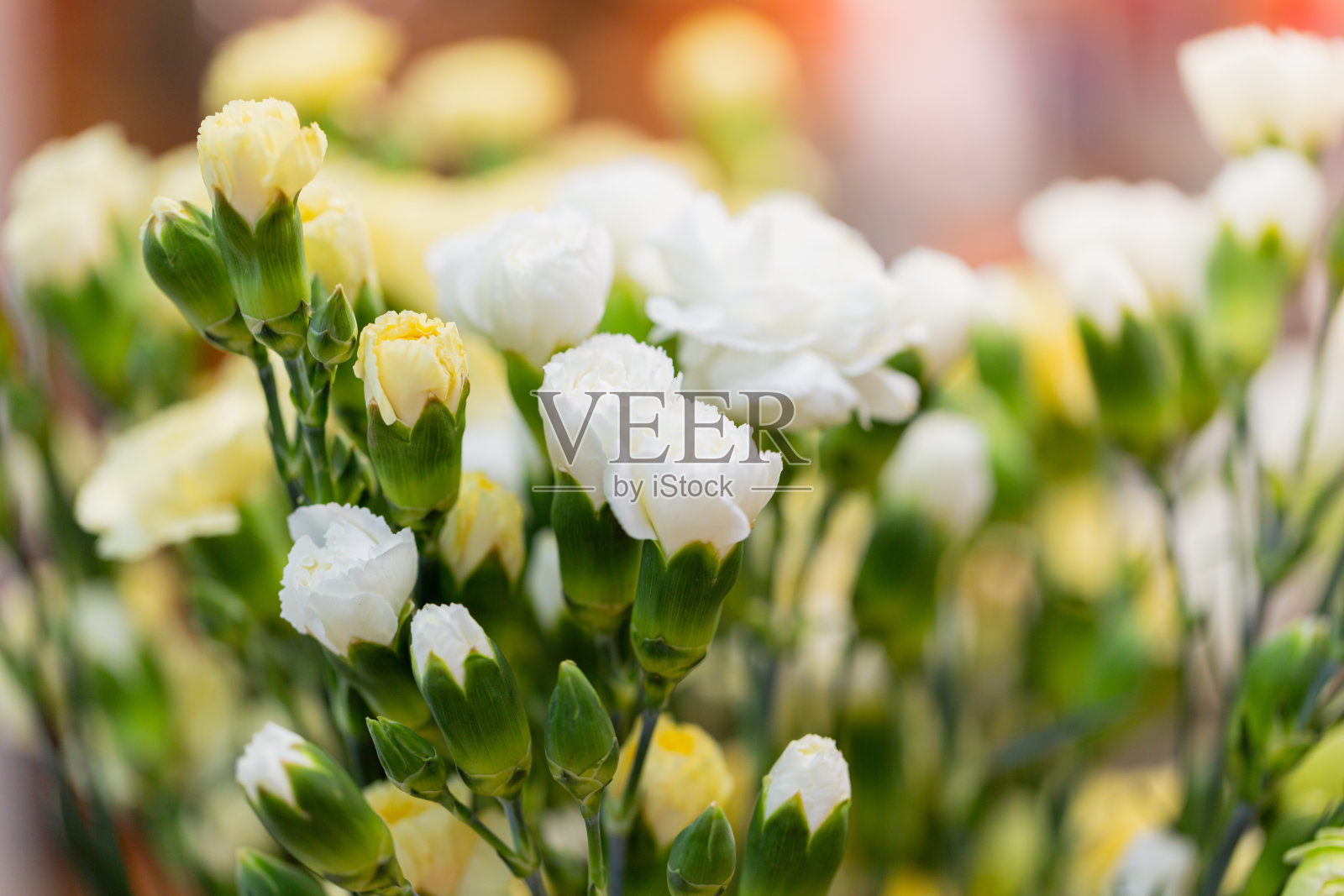 花卉概念特写背景照片摄影图片