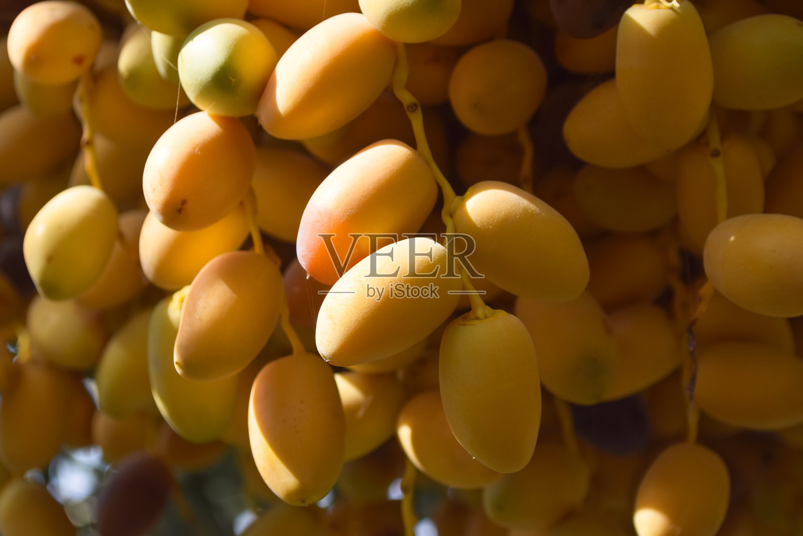 花园里新鲜健康的水果甜枣特写，天然食物能量来源黄色保健照片摄影图片
