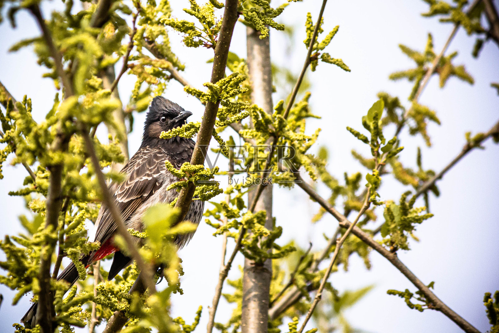 红孔白头鹎(Pycnonotus cafer)照片摄影图片