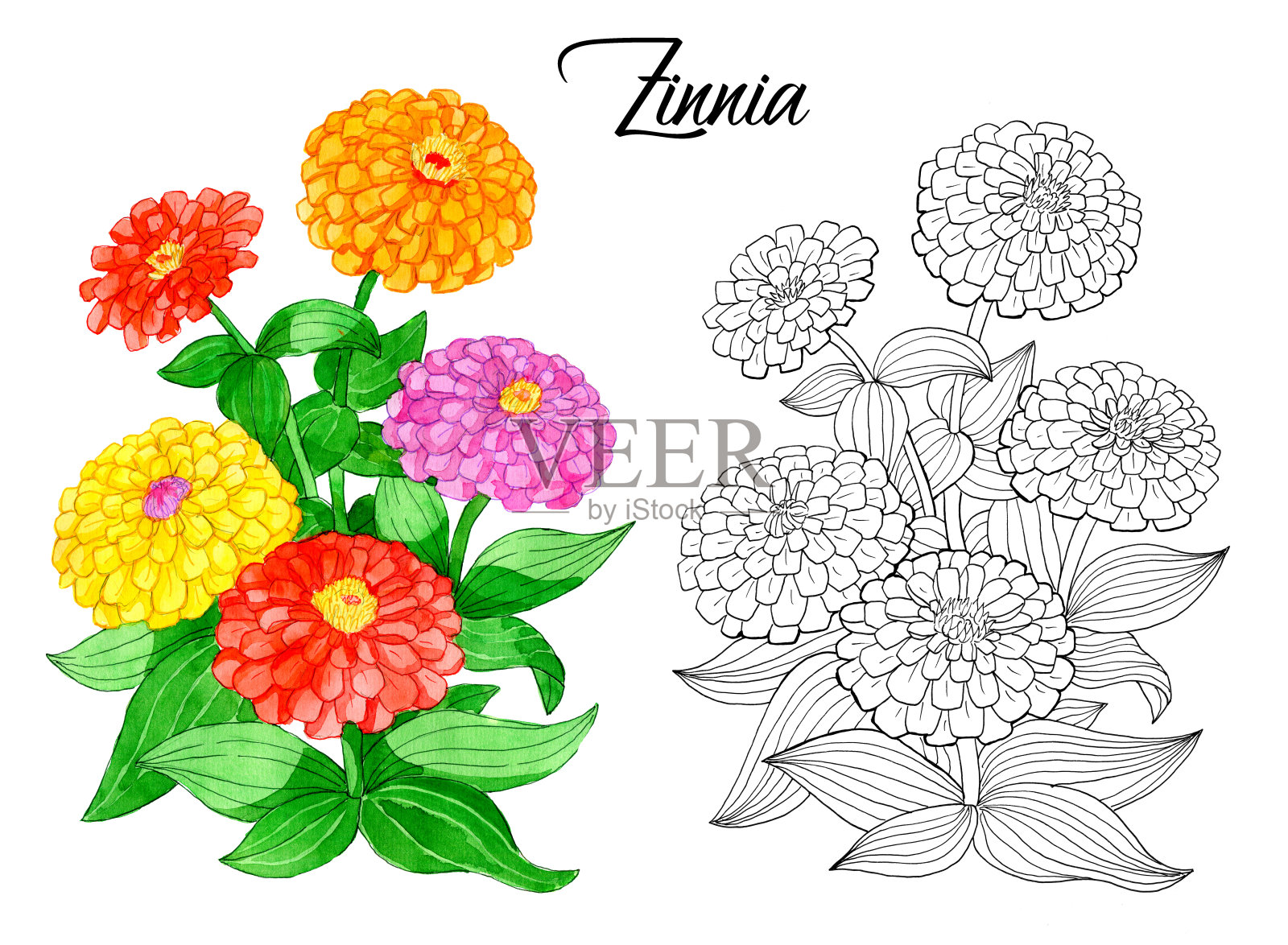 画美丽的百日菊。插画图片素材