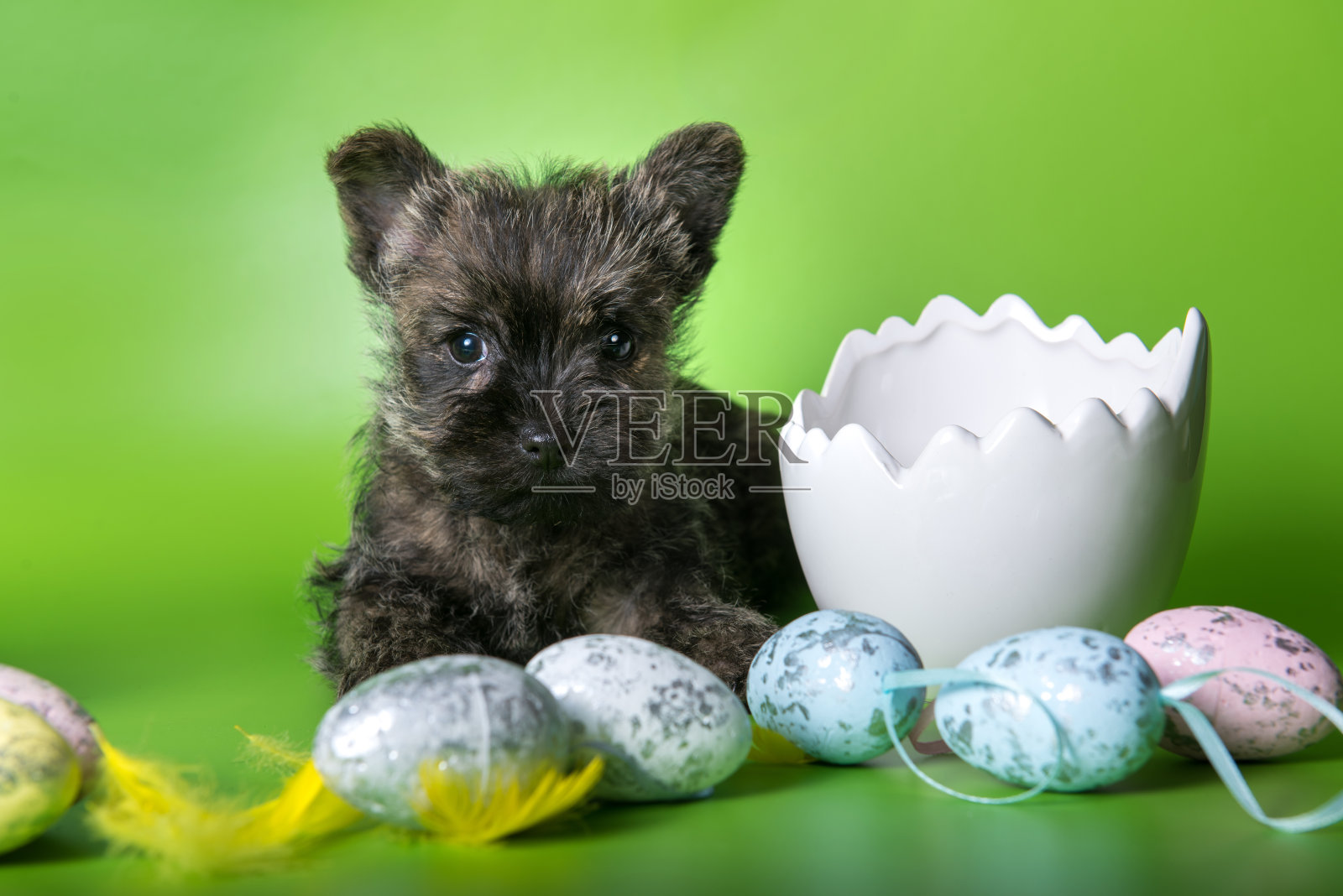 与彩色复活节彩蛋在一起的凯恩梗幼犬照片摄影图片