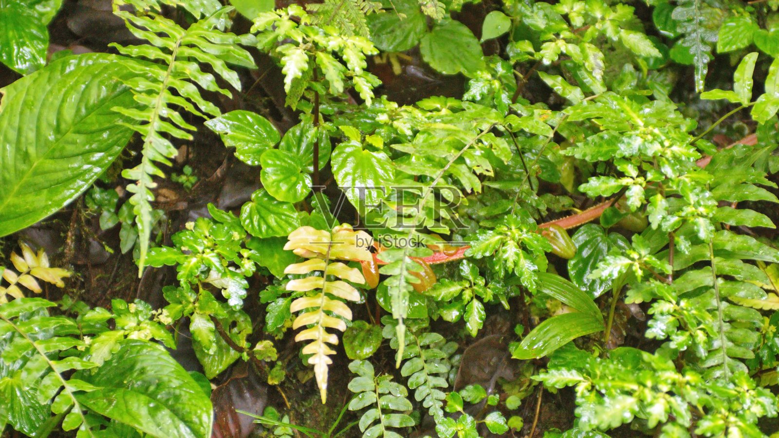 丛林植物的叶子照片摄影图片