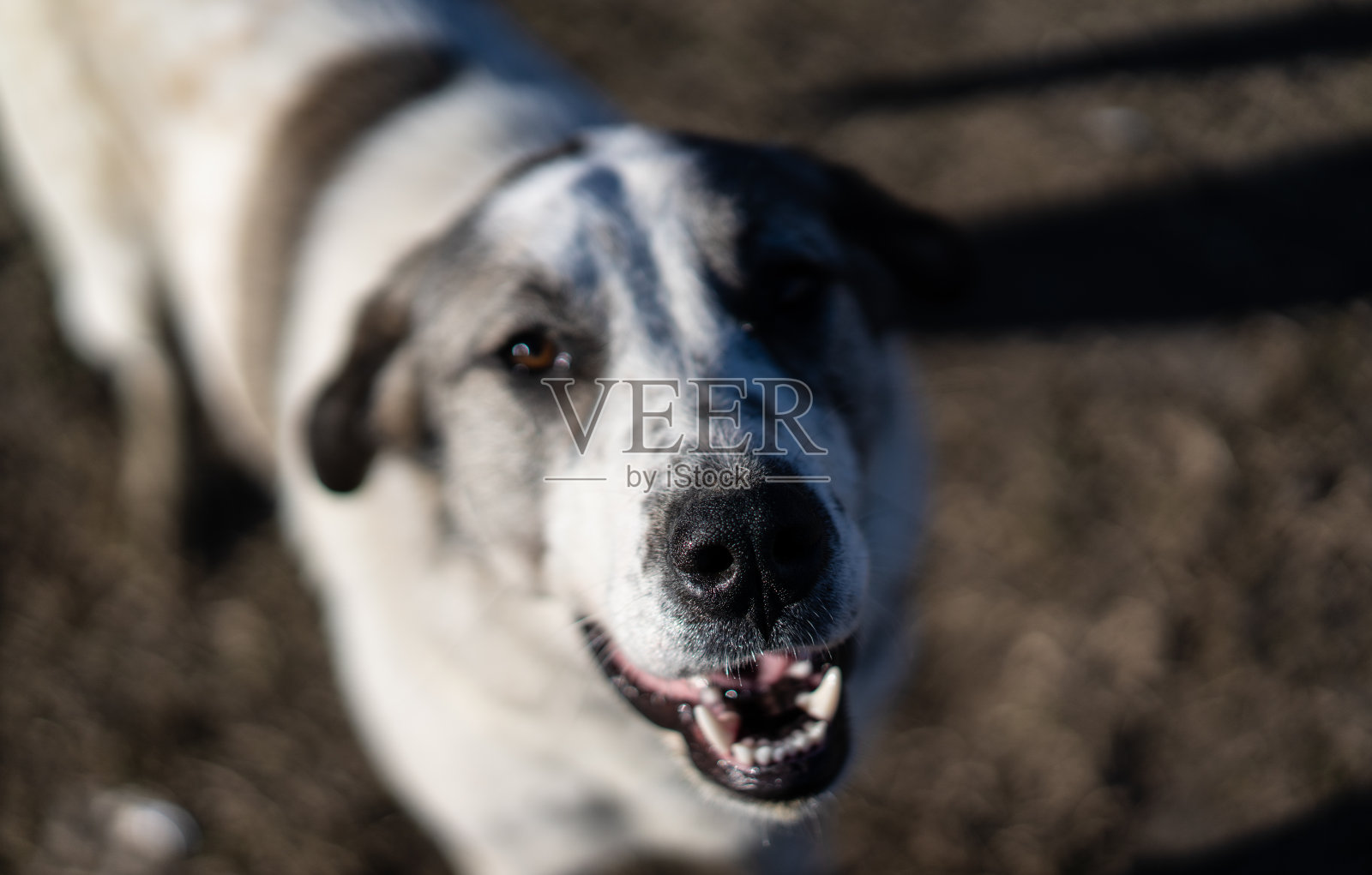 白狗的牙齿和黑鼻子照片摄影图片