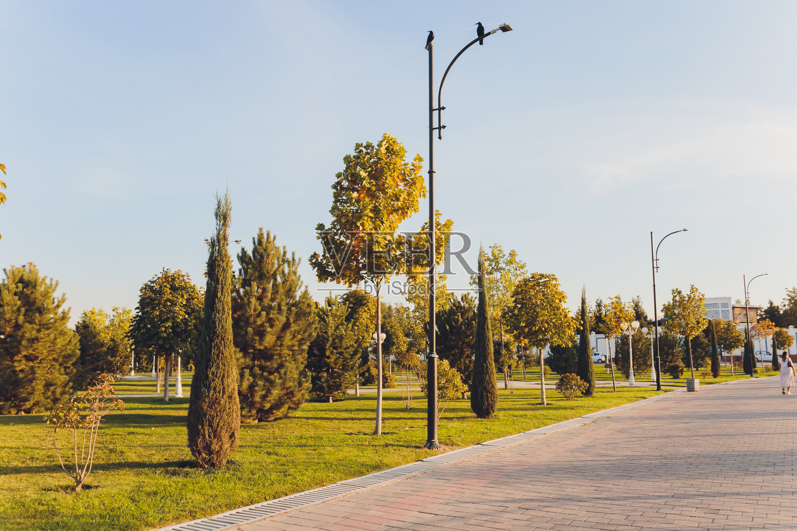 美丽的晨光在公园和绿色的草地。照片摄影图片