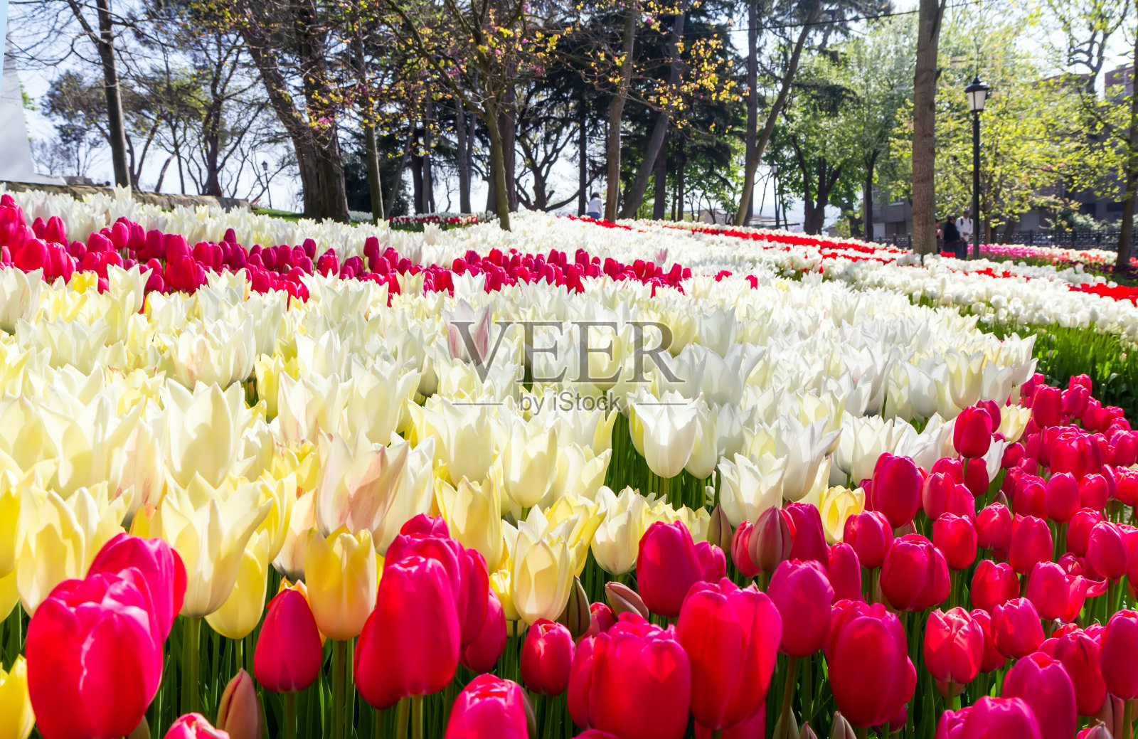 土耳其伊斯坦布尔郁金香花展照片摄影图片