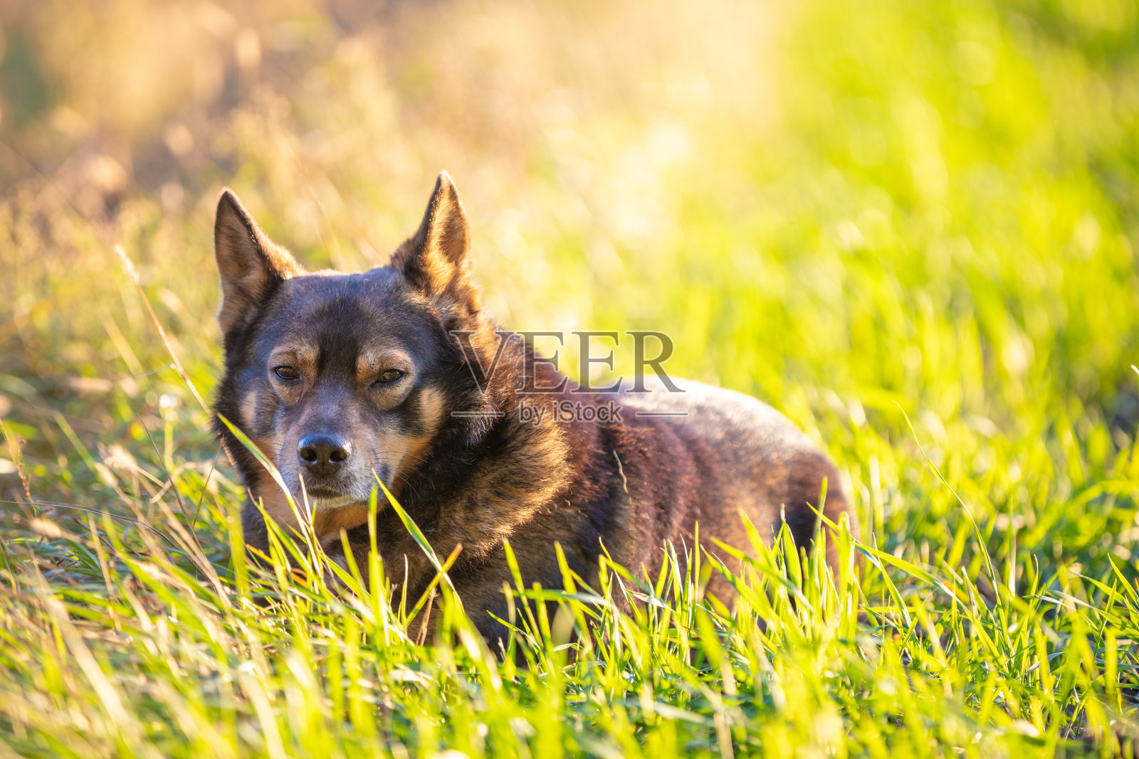 狗在田野里看日落。狗躺在草地上照片摄影图片