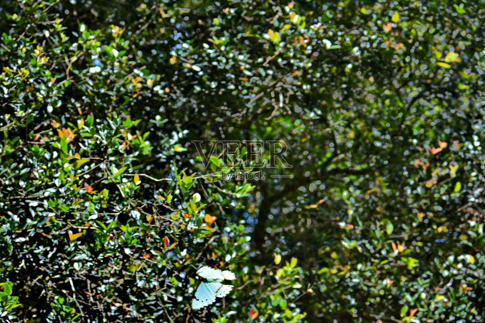 蝴蝶照片摄影图片