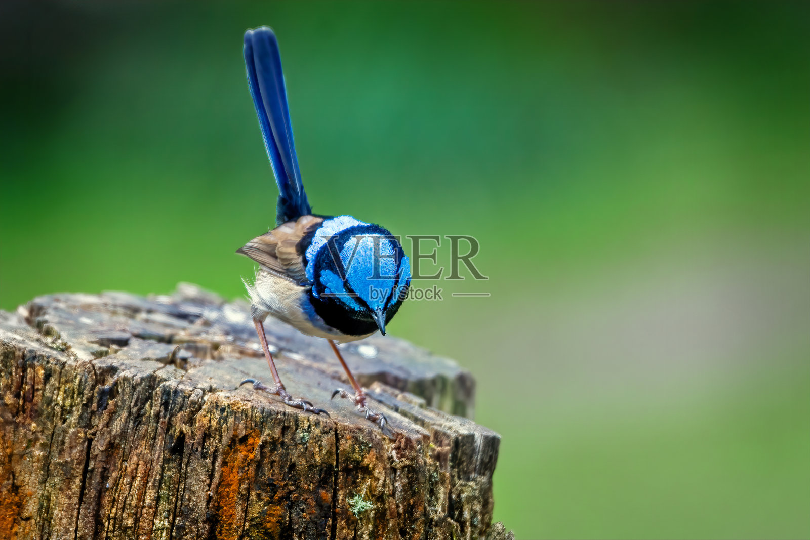 一只美丽的鹪鹩栖息在树桩上照片摄影图片