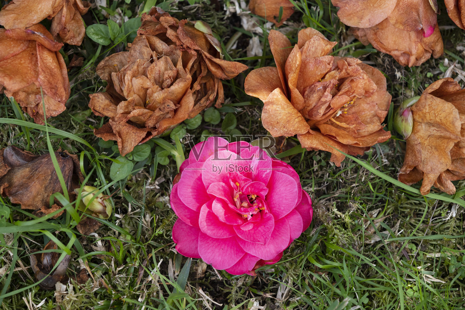 地上的山茶花和其他老花在一起。加利西亚,西班牙照片摄影图片