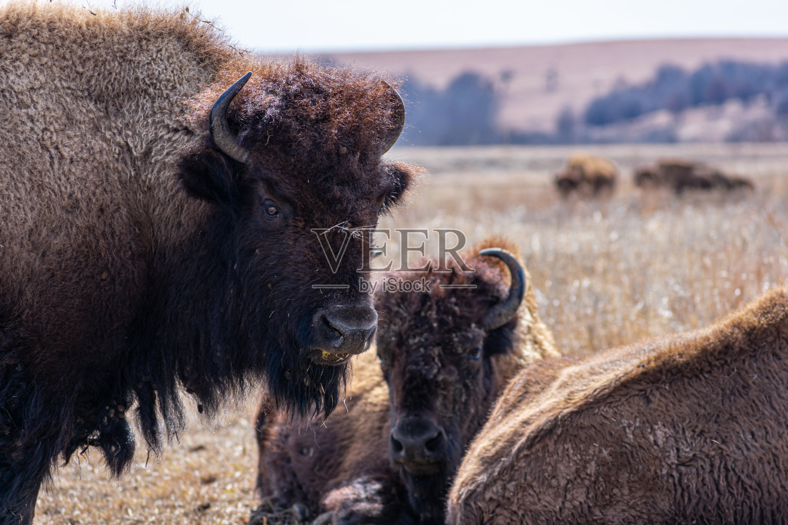 俄克拉荷马州高草草原保护区的野牛——2020年春季照片摄影图片