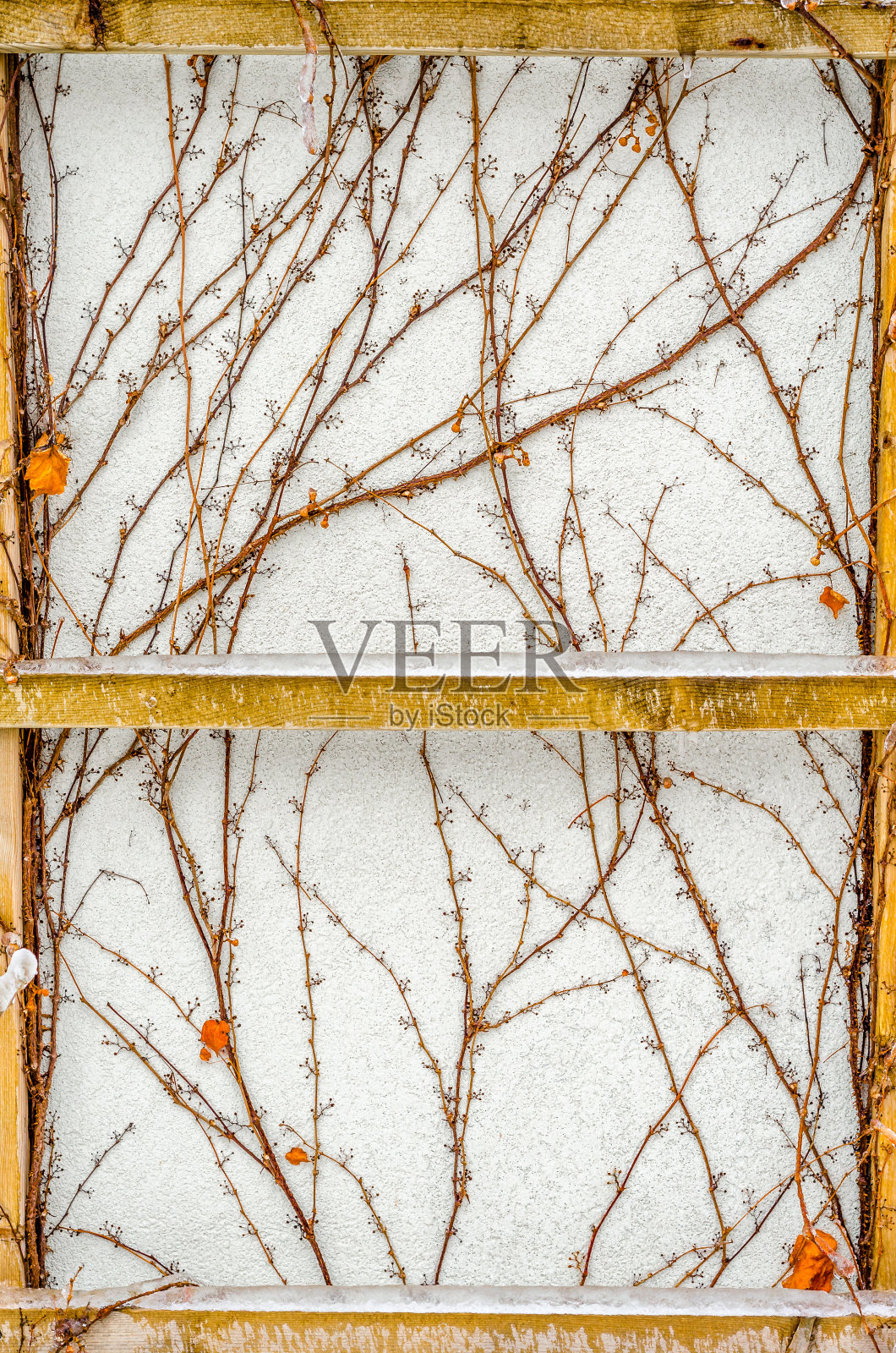 爬山虎照片摄影图片