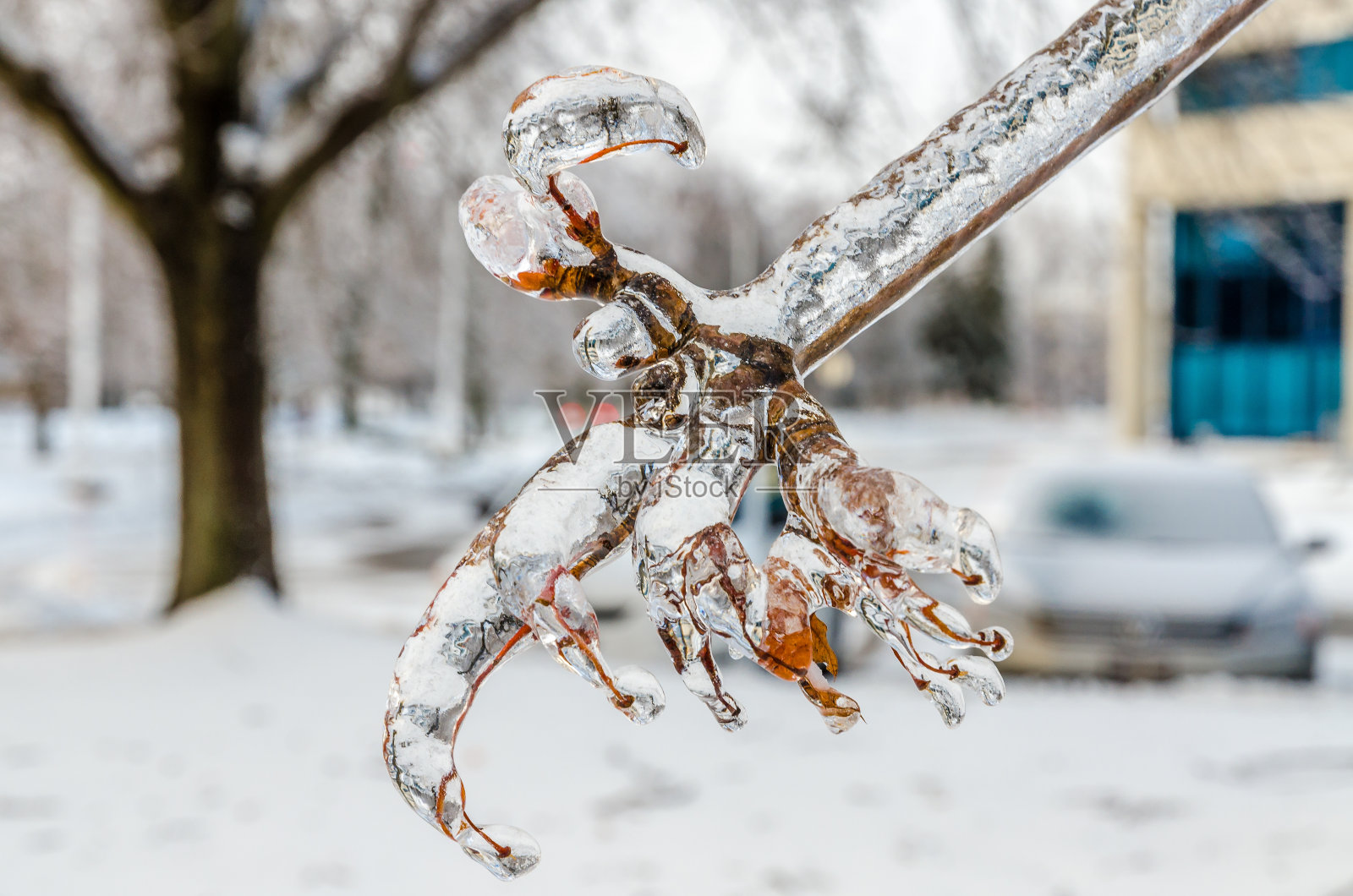 树枝的树照片摄影图片